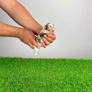 Chihuahua - Chocolatta