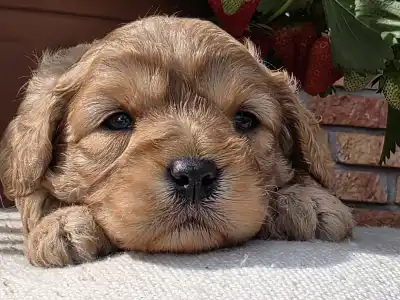 Cavapoo - Bigbob