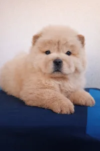 Chow Chow - La Casa De Chow Jetta