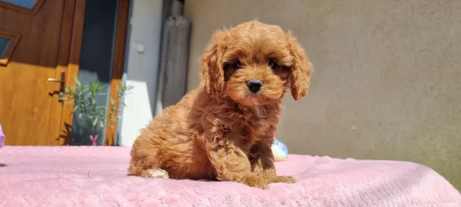 Cavapoo - Cuki