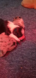 Border Collie - Teddy