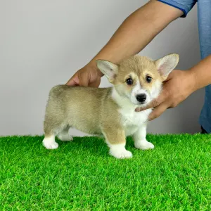 Welsh Corgi Pembroke - Rydia