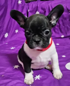 French Bulldog - Rosie