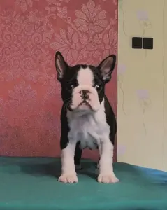 Boston Terrier - Indi