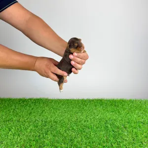Yorkshire terrier - Harmony