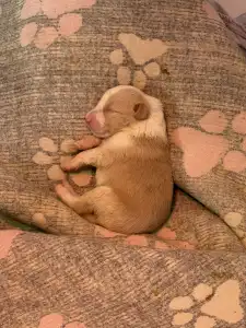 Border Collie - Red Boy