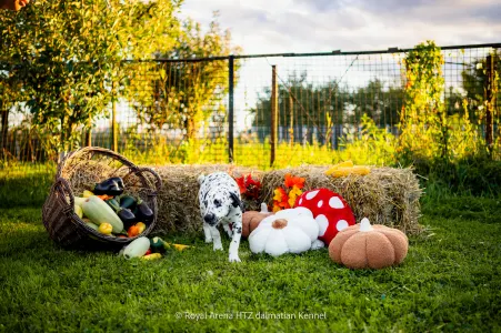 Dalmatiner - Royal Arena Htz Bruno