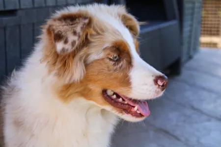 Berger australien - Gladstone Aussies Jasmine