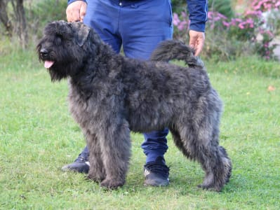 Bouvier des Flandres - Marilyn Monroe Of Pörgelóci