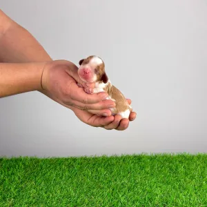 Cavalier King Charles Spaniel - Iwana