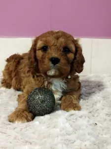 Cavapoo - Chili