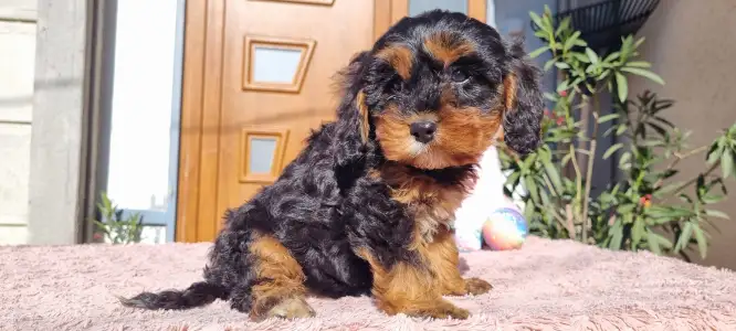 Cavapoo - Narancs