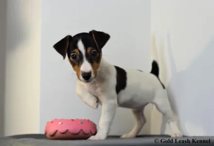 Jack Russell Terrier - Gold Leash Kennel