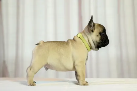 French Bulldog - Wish Wonderful Grove