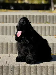 Englischer Cocker Spaniel - Jack