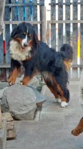 Bernski planinski pas - Emmy