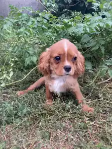 Cavalier King Čarles Španiel - Leo (volt Dancy)