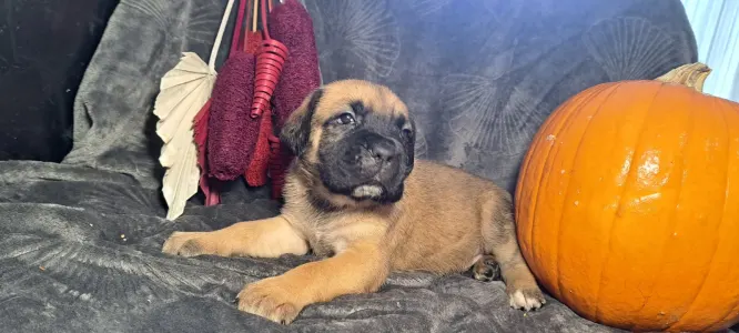 Cane Corso Italiano - Formentino 