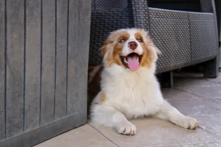 Berger australien - Gladstone Aussies Jasmine