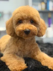 Barbone toy - Smiley