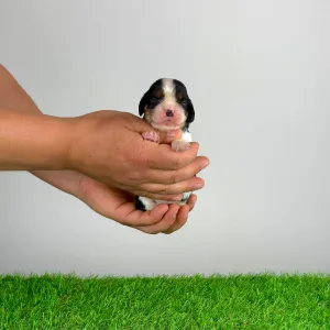 Кавалер кинг-чарльз-спаниель - Moonfire