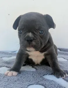 French Bulldog - Arthur