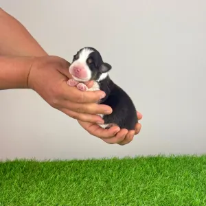 Australian Shepherd - Elixir