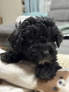 Poodle Miniature - Chloe