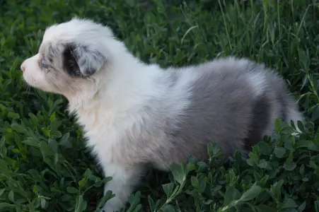 Border Collie - Zöld Nyakörv/ Slate Merle Szuka