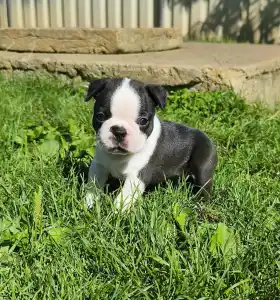 Boston Terrier - Gréty