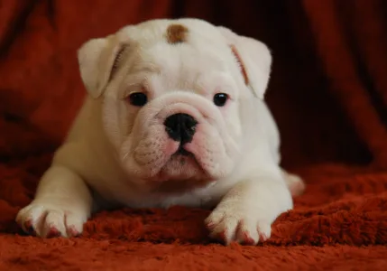 Angol bulldog - Rengőhegyi-ormán Liam 
