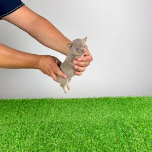 Чихуахуа - Rolly