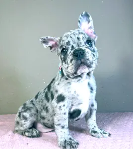 Francia bulldog - Astor 