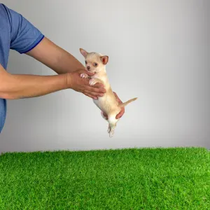 Chihuahua - Wilson