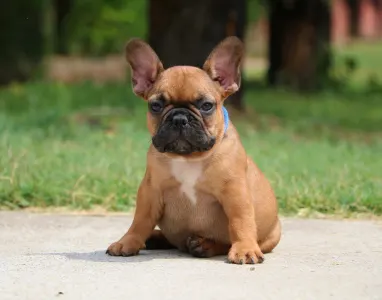 Bulldog francese - Elton