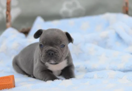 Francuski buldog - Montclair