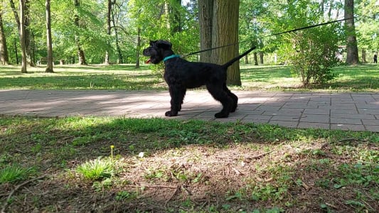 Giant Schnauzer - Prima Fortis 