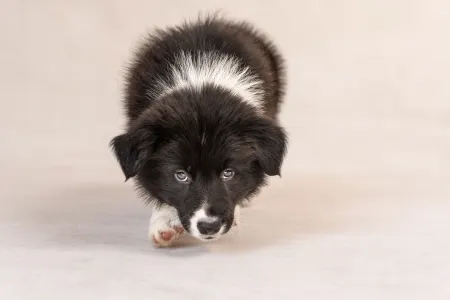 Border Collie - Cool Dark Design