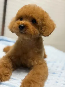 Карликовый пудель - Ki-ki ( Little Dwarf )