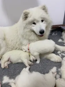 Samoyed - White Velvet Ears Alex