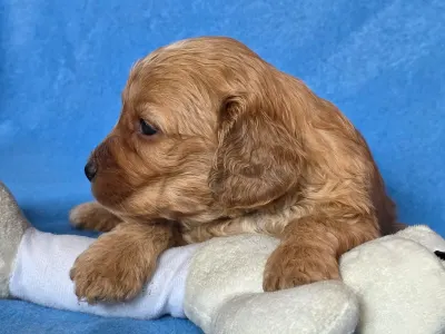 Cavapoo - Honda