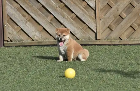 Shiba - Bravados Fugu