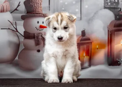 Husky siberian - Grey