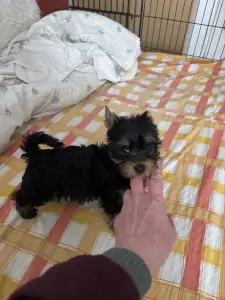 Yorkshire Terrier - Benett