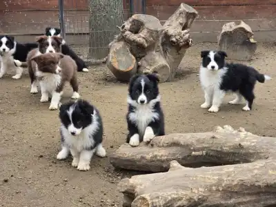 Border Collie - Sio-Bella