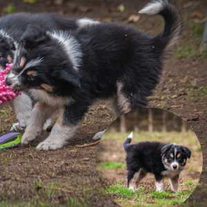 Border Collie - Mimir