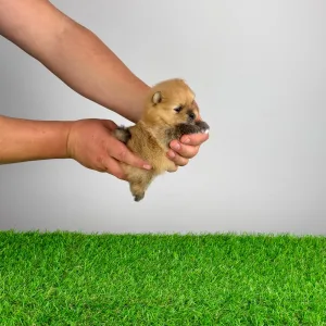 Pomeranski špic - Anno