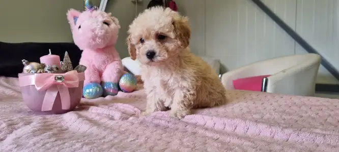 Maltipoo - Teddy