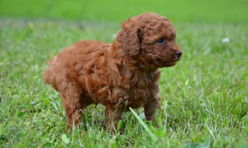 Caniche Toy - La-La