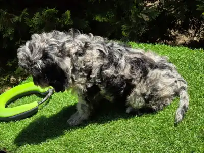 Cavapoo - Merida